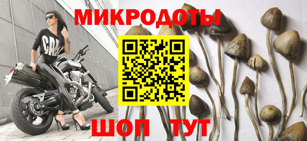 Псилоцибиновые грибы Cubensis  Псилоцибиновые грибы прущие грибы  Вход с VPN  Усть-Илимск 